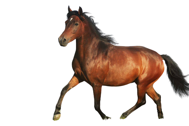 image do animal veado