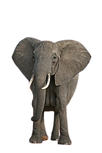 image do animal veado