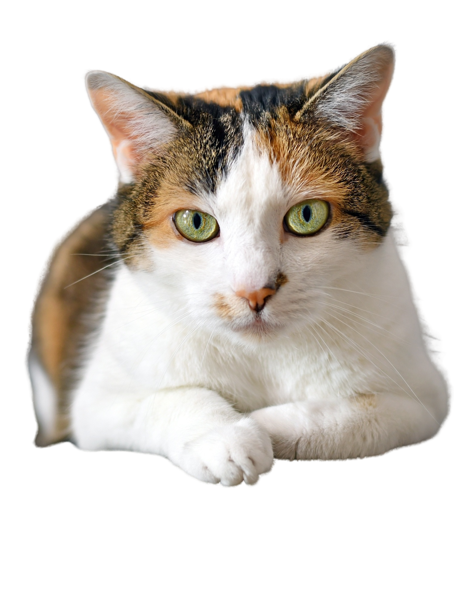 image do animal vaca