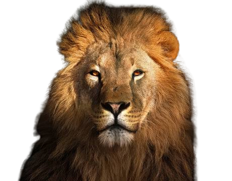 image do animal preguiça