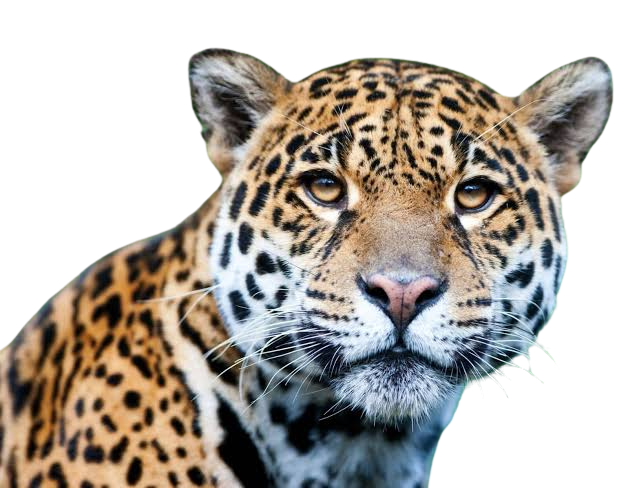 image do animal onca