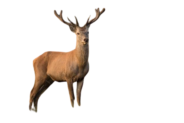 image do animal veado